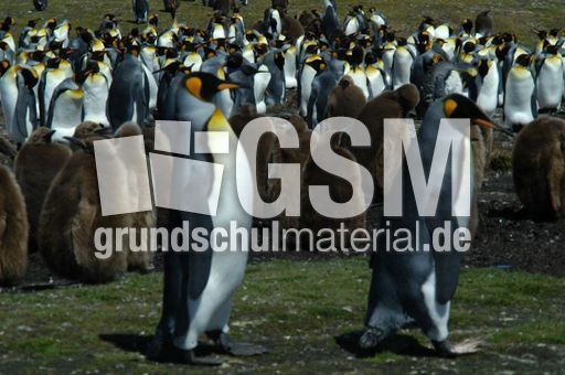 Königspinguin (53 von 84).jpg